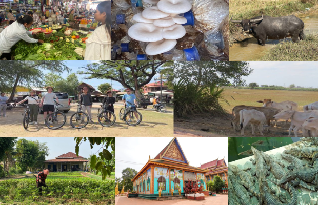 Private Countryside Biking Tour (Half-Day)